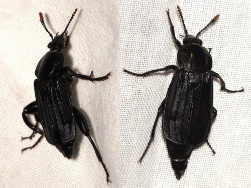 Réf. 253 331 : Necrodes littoralis